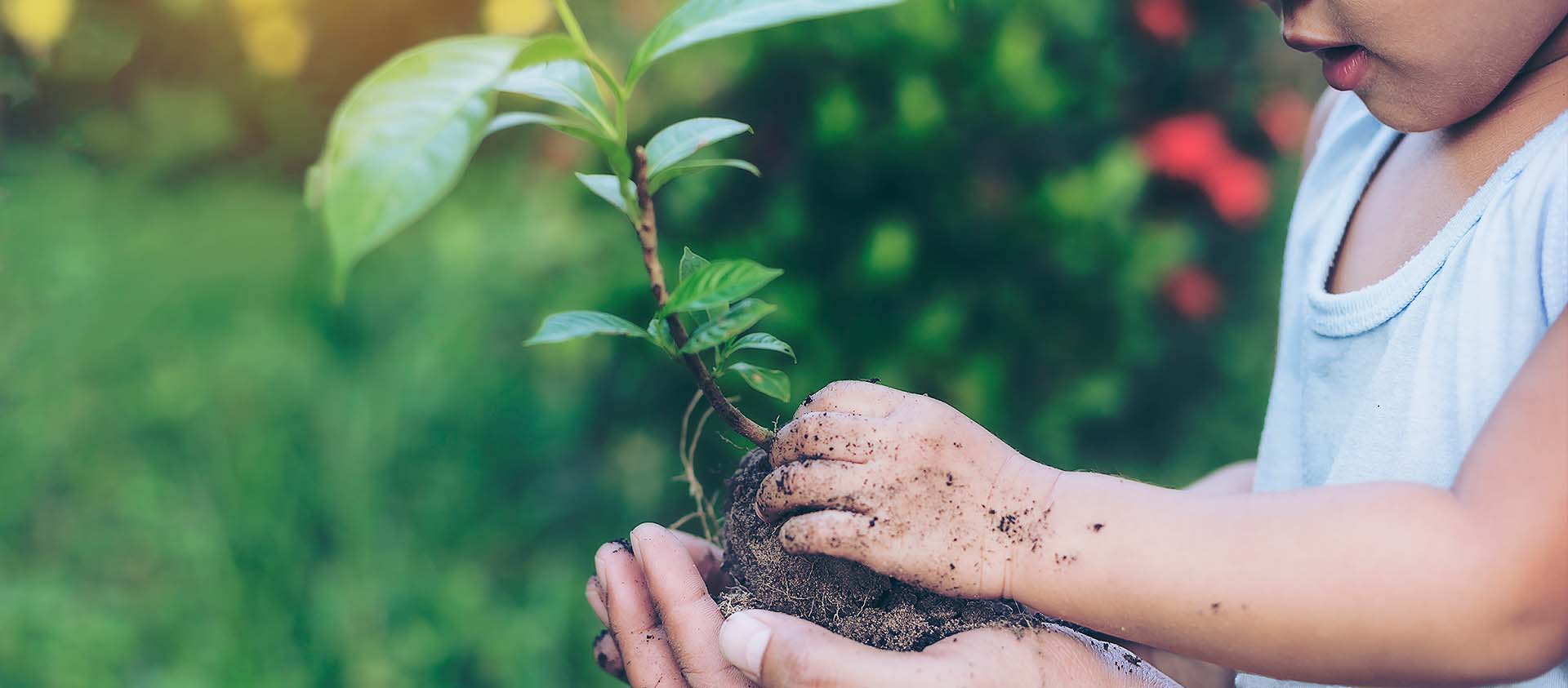 Criança plantando uma muda de árvore